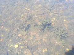 Ephydatia fluviatilis