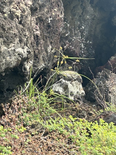 Cyperus anderssonii observed 2025-03-22