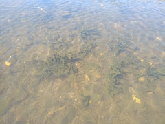 Ephydatia fluviatilis