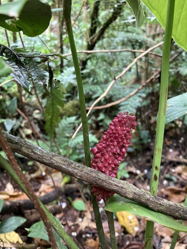 Foto de Antúrio