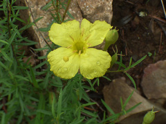 Oenothera toumeyi