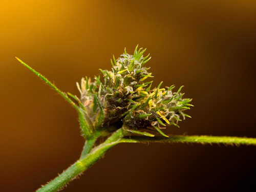 western umbrella-sedge (Fuirena simplex)