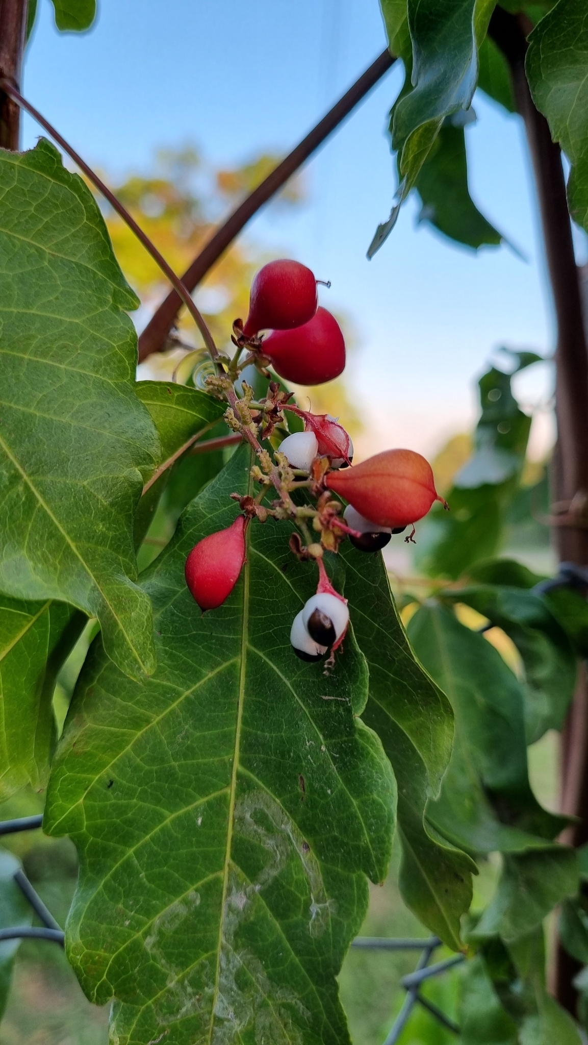 Imagem de Guaraná-Cipó