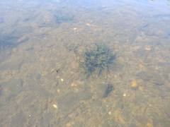 Ephydatia fluviatilis