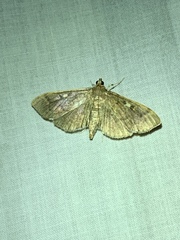 Herpetogramma thestealis