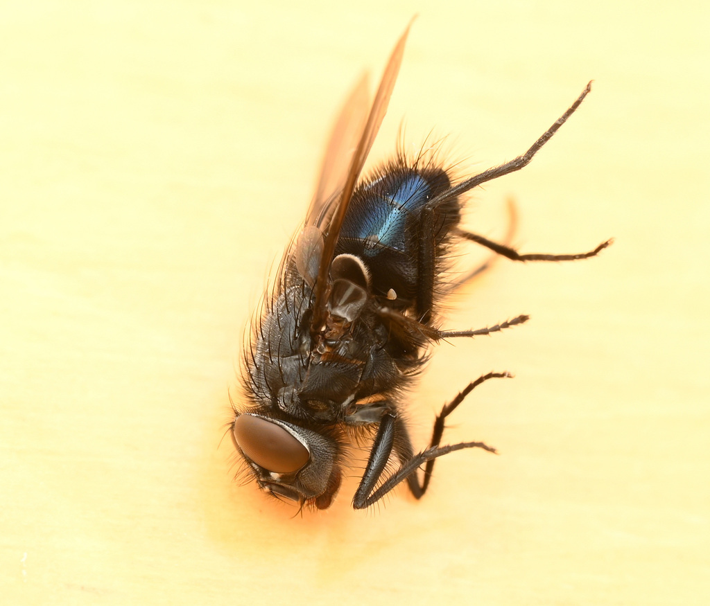 Calliphora pattoni
