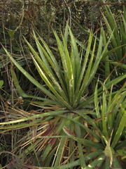 Puya nitida
