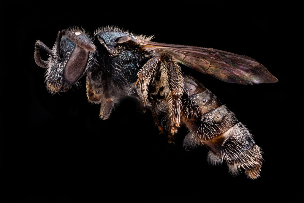 Lasioglossum dispersum