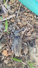 Batocera rufomaculata