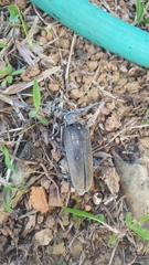 Batocera rufomaculata