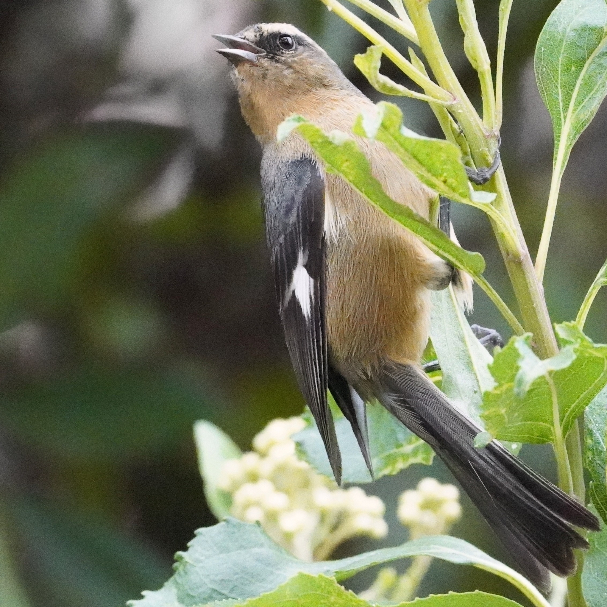 Cinereous Conebill (Conirostrum cinereum), photo 9