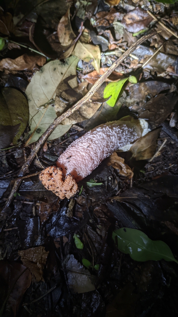 Lysurus sphaerocephalus · March 2025 · photo: © maricel_centi (iNaturalist, cc-by-sa)
