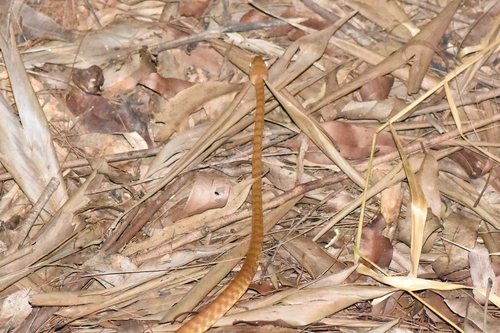 Brown Tree Snake sighting
