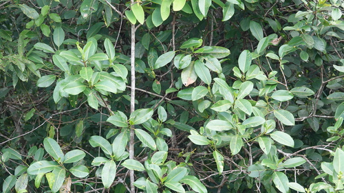 Foto de Abaneiro