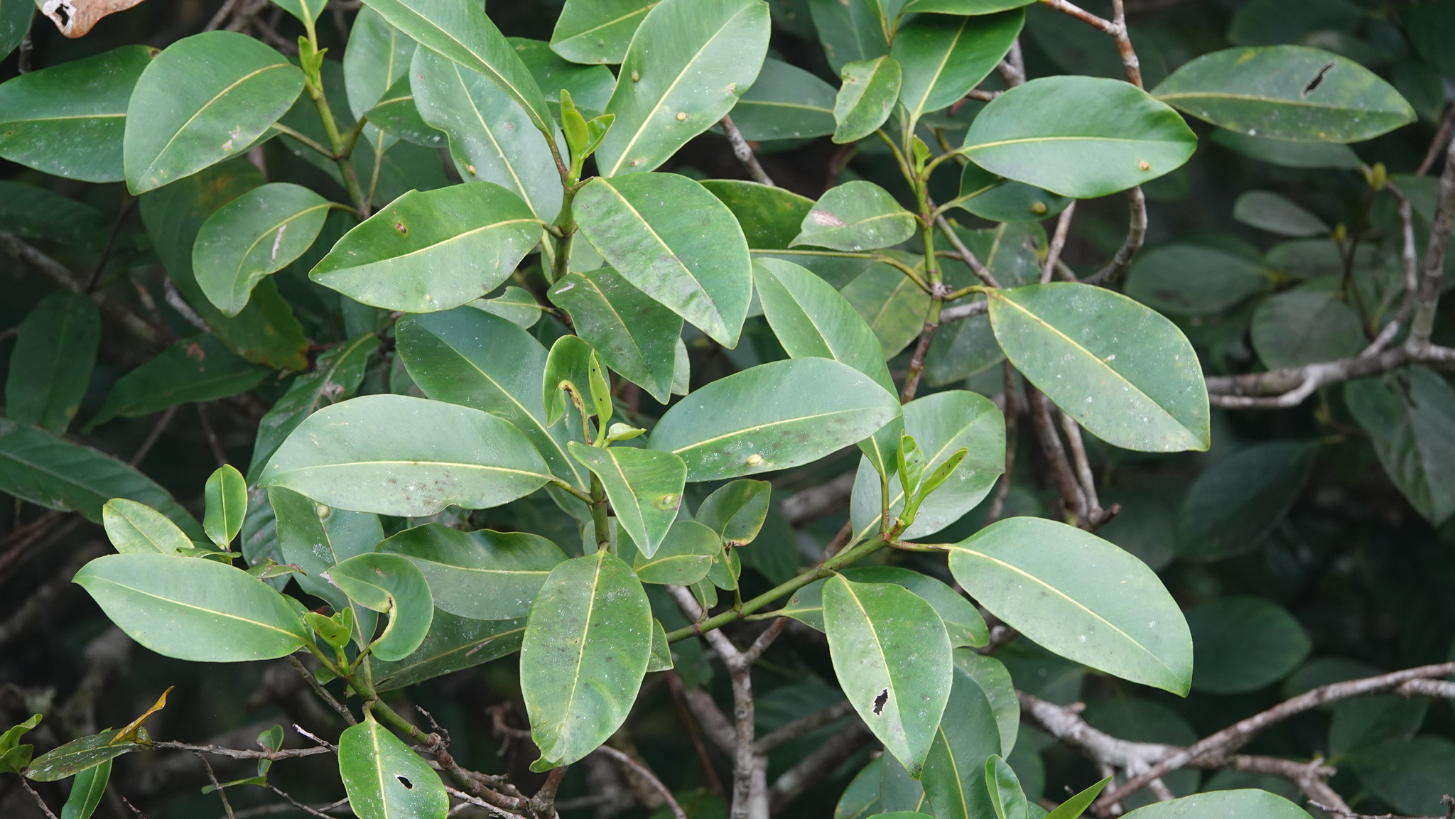 Abaneiro