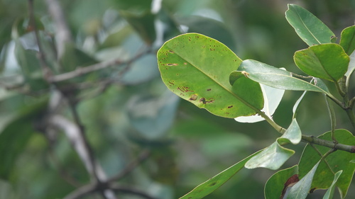 Foto de Abaneiro