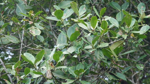 Foto de Abaneiro
