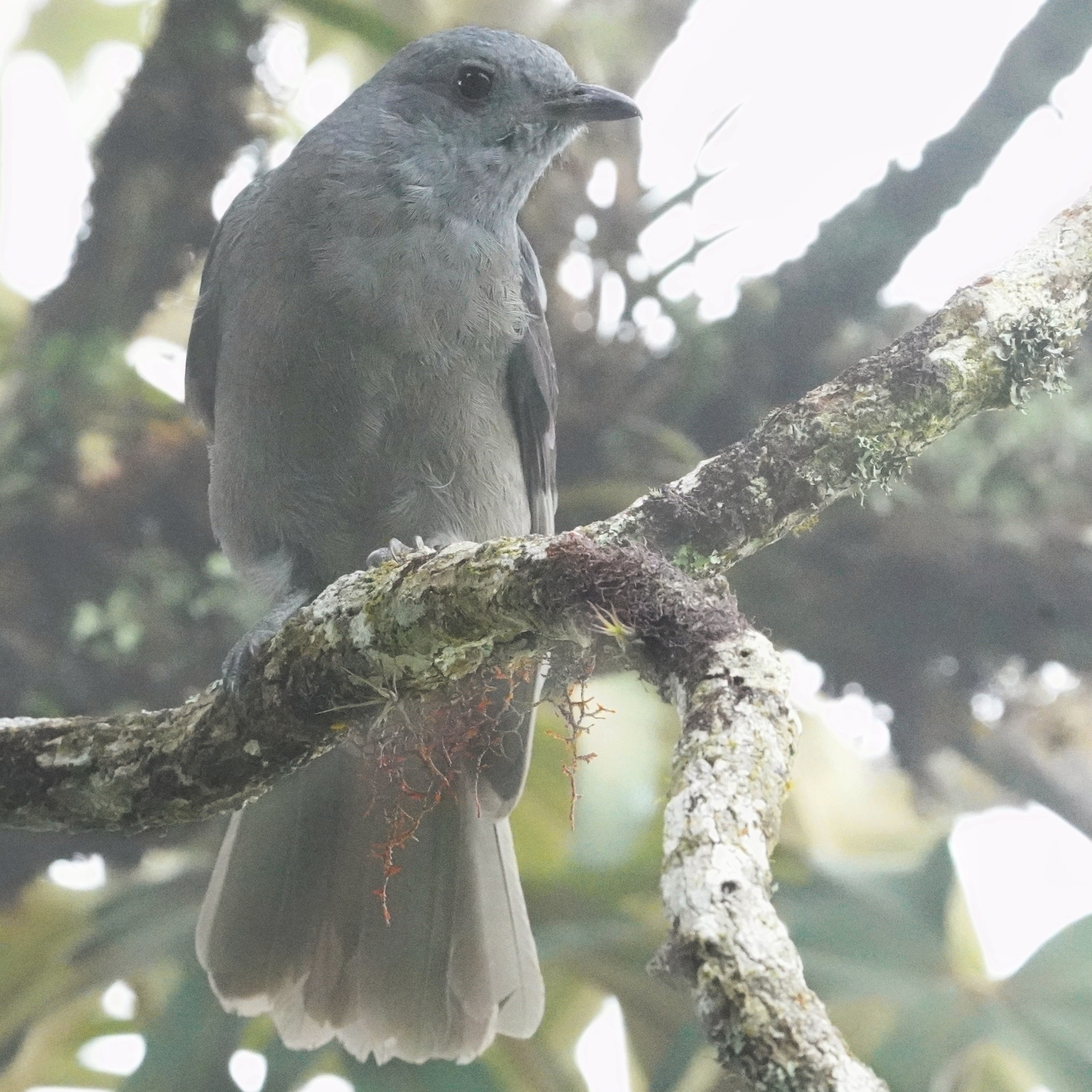 Dusky Piha (Lipaugus fuscocinereus), photo 3