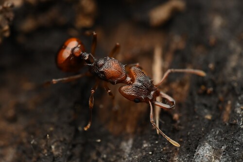 Orectognathus clarkiOrectognathus clarki