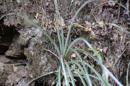 Fosterella albicans, photograph 2