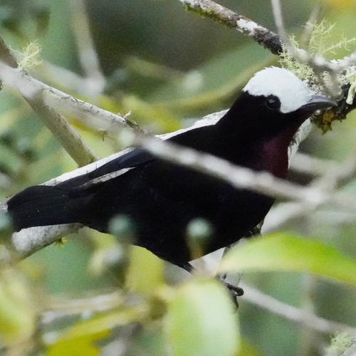 White-capped Tanager (Sericossypha albocristata), photo 6