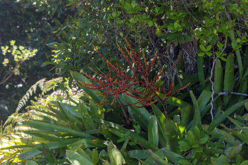 Aechmea blanchetiana