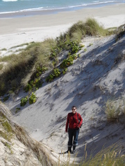 Sonchus grandifolius