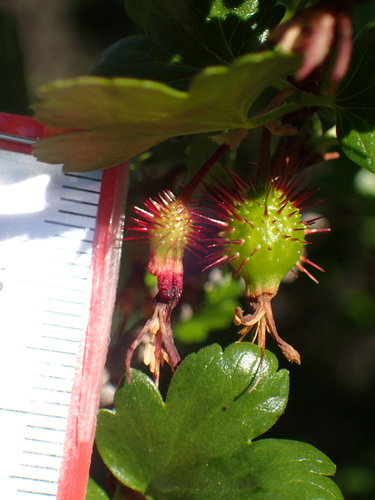Image of Ribes californicum by (c) George Williams, some rights reserved (CC BY)