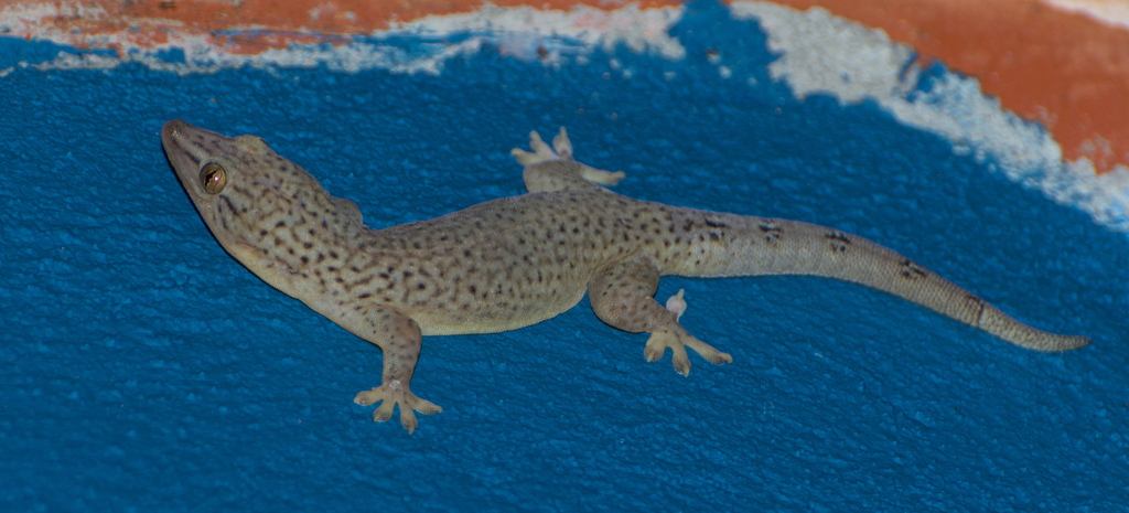 Bogert's Gecko