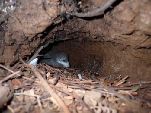 Puffinus newelli observed 2023-08-14