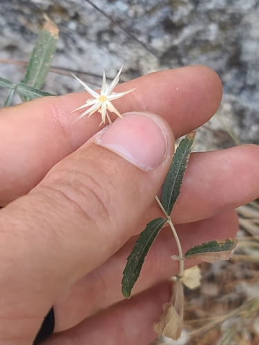 Image of Brickellia venosa by no rights reserved