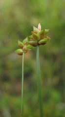 Carex capillacea