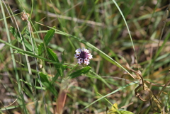 Phyla cuneifolia