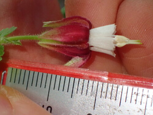 Bitter gooseberry (Ribes amarum)