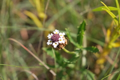 Phyla cuneifolia