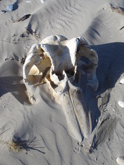 Globicephala melas