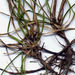 Carex inopinata - Photo (c) John Barkla, algunos derechos reservados (CC BY), subido por John Barkla