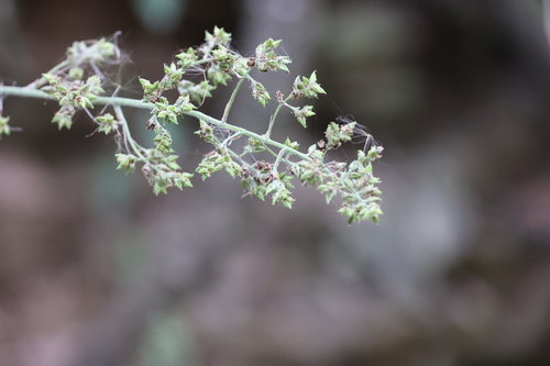 Fosterella albicans