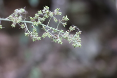Fosterella albicans