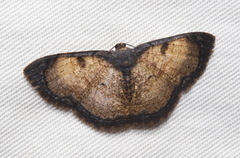 Hydatocapnia marginata