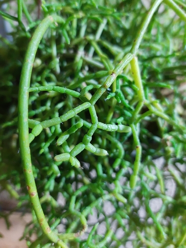 Foto de Cacto Coral