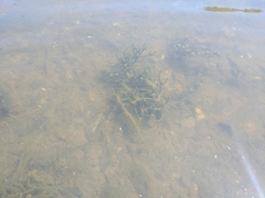 Ephydatia fluviatilis