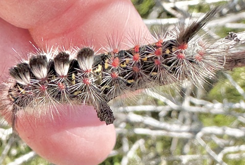 Western Tussock Moth