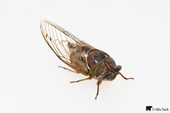 Megatibicen resonans