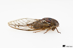 Megatibicen resonans