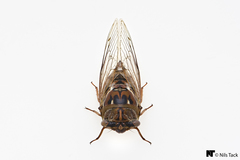 Megatibicen resonans