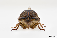 Megatibicen resonans