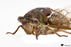 Megatibicen resonans