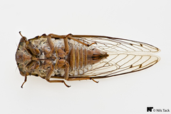 Megatibicen resonans