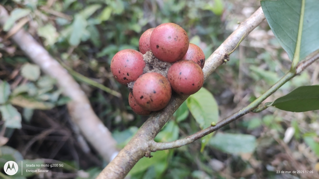 Pseudoxandra polyphleba